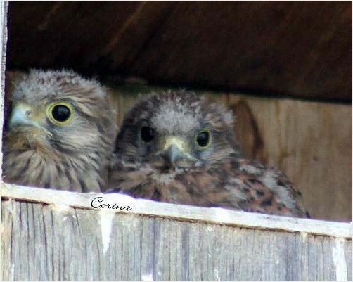 Almost ready to leave the nest